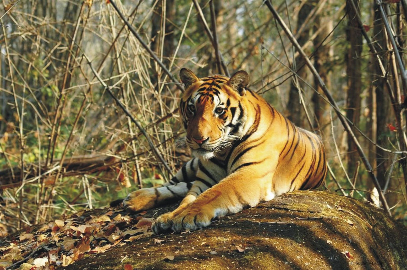 Jungle Safari & Nature Trails